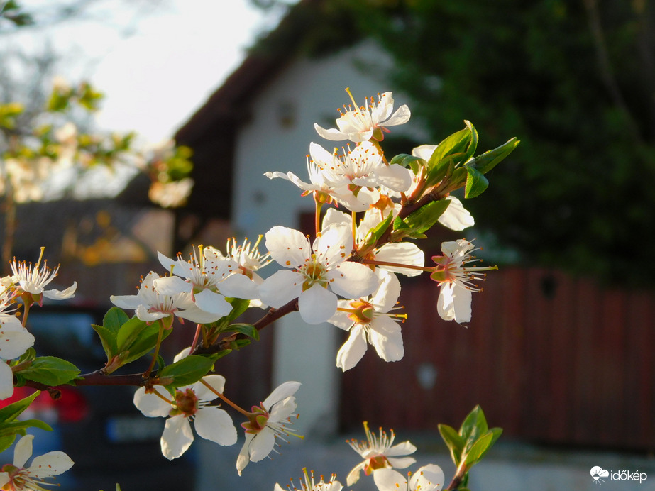 Tavaszi virágzás 