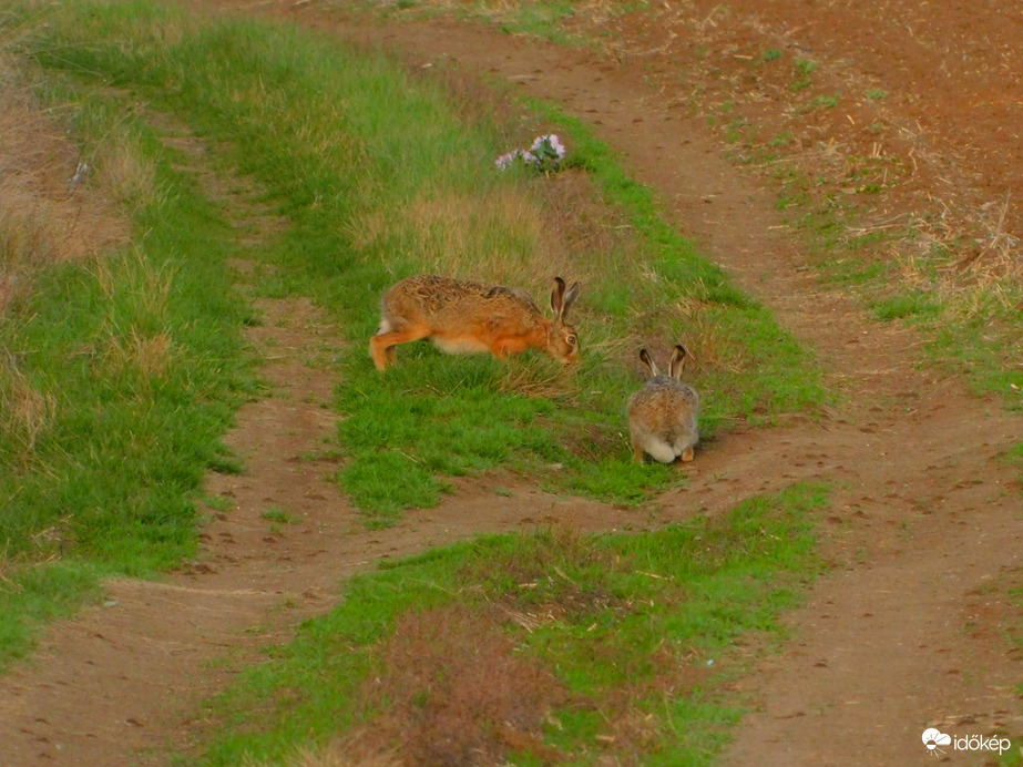 Nyuszi ül a fűben.