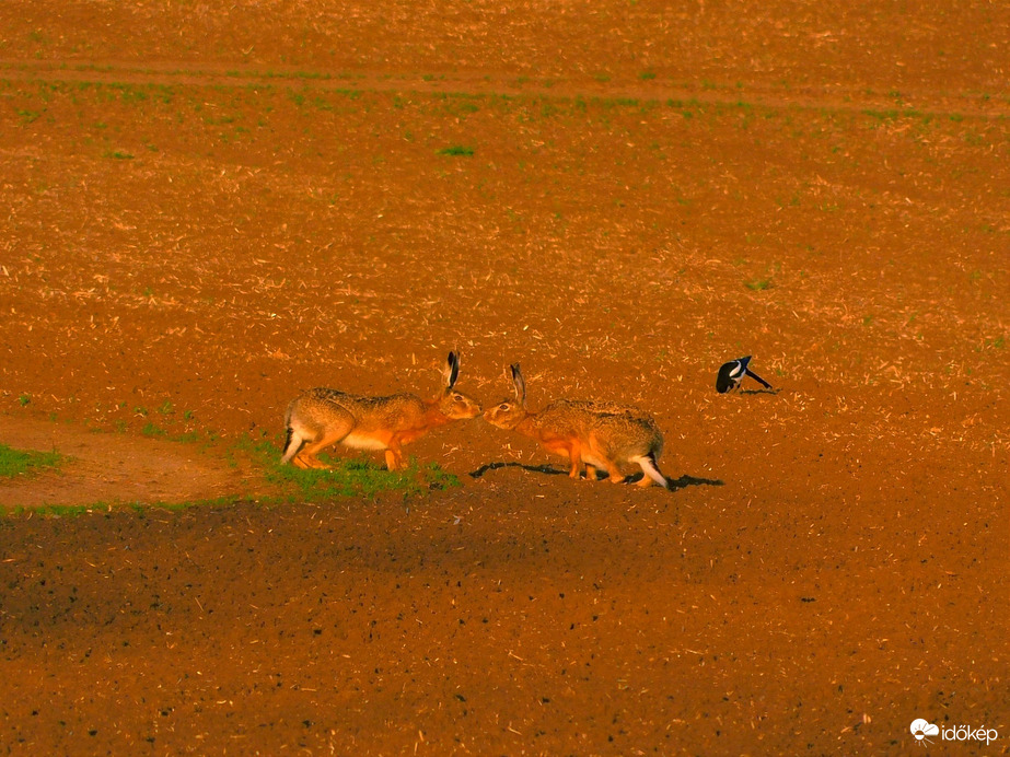 Esküvő, a háttérben a pap áll :)
