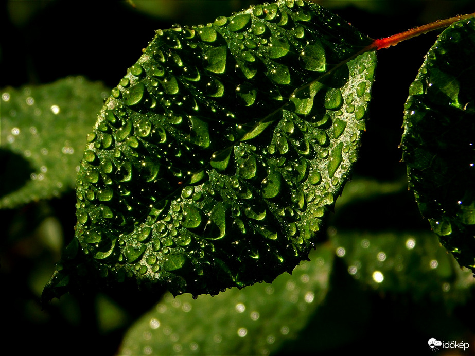Harmatcseppek a levelen