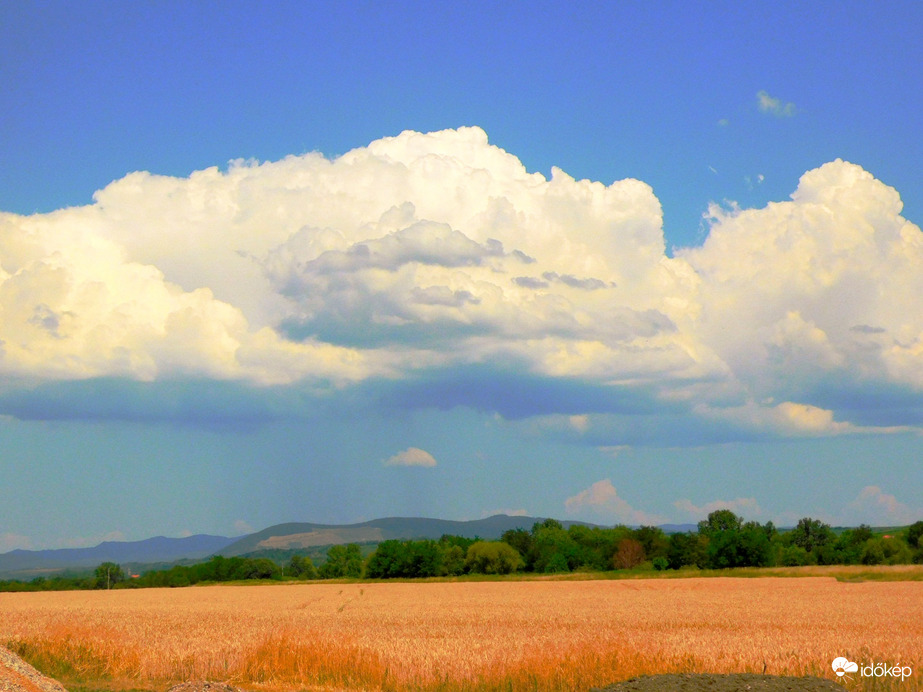 Érik a búza, háttérben Zivatar