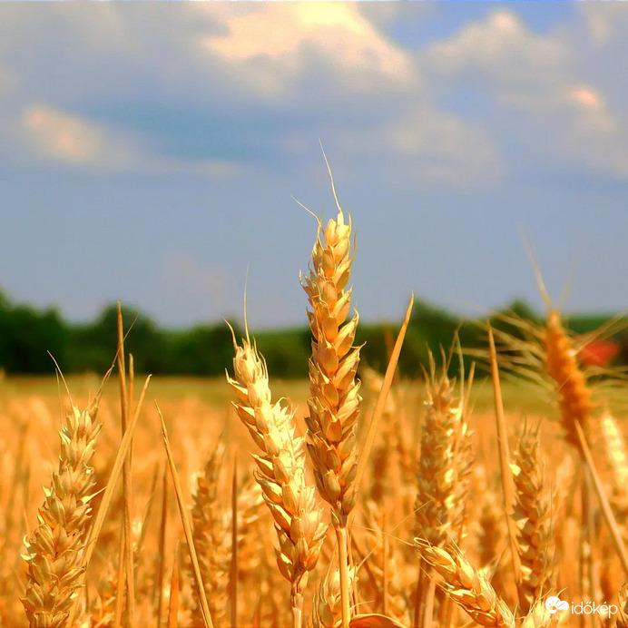 A búza érése