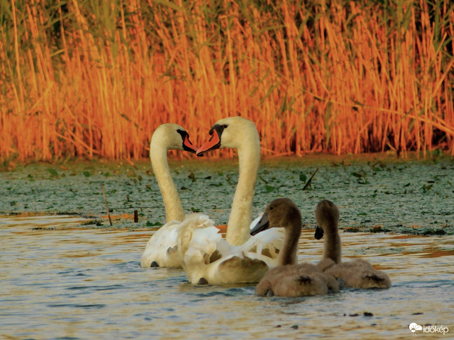 Hattyú pár, kis hattyúkkal