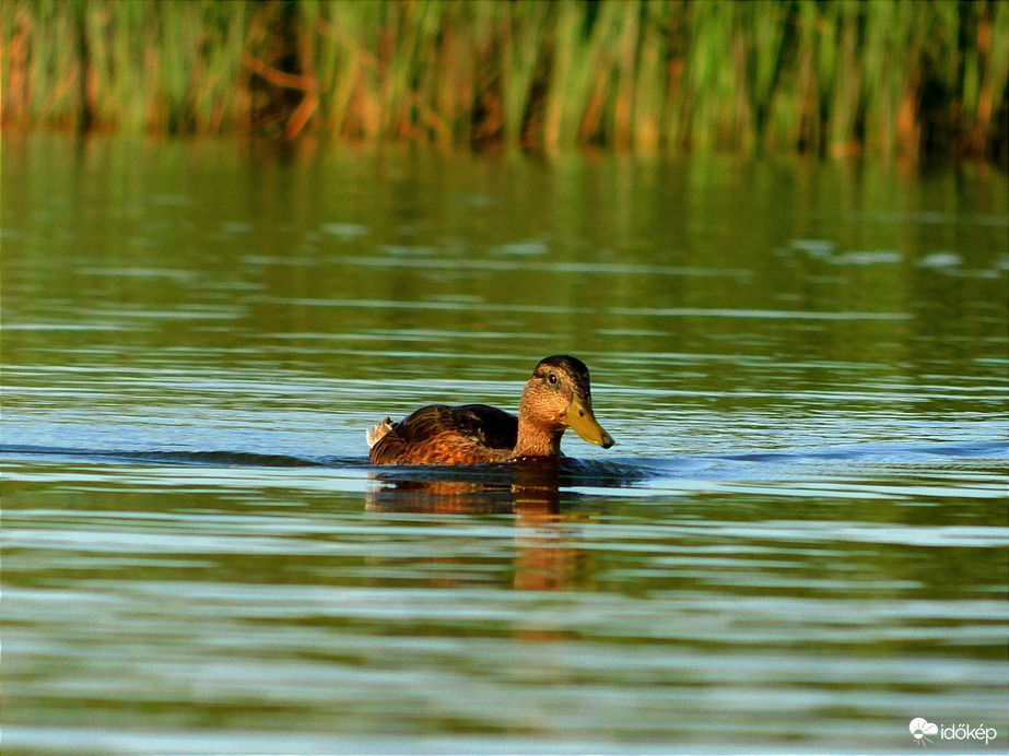 Jön jön jön, hú de gyors ez a kacsa!
