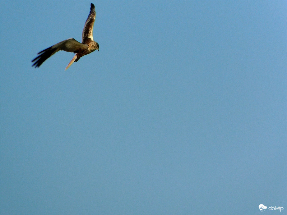 A sas őrzi a légteret