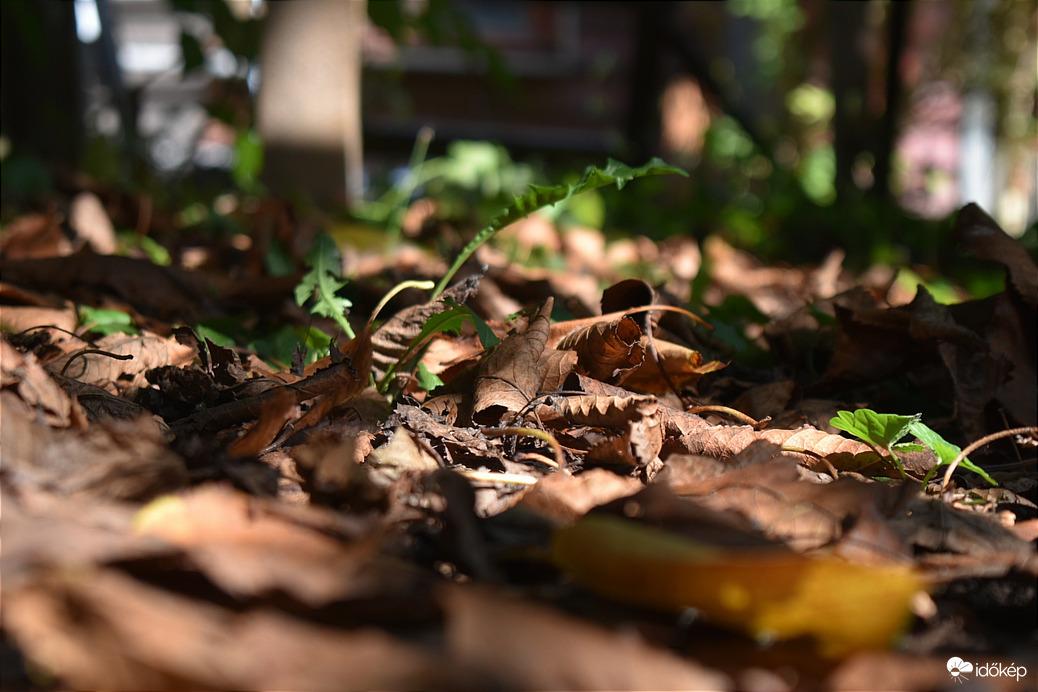 Az ősz közeledte