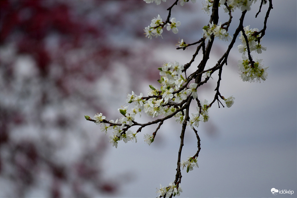 Itt a virágzás ideje