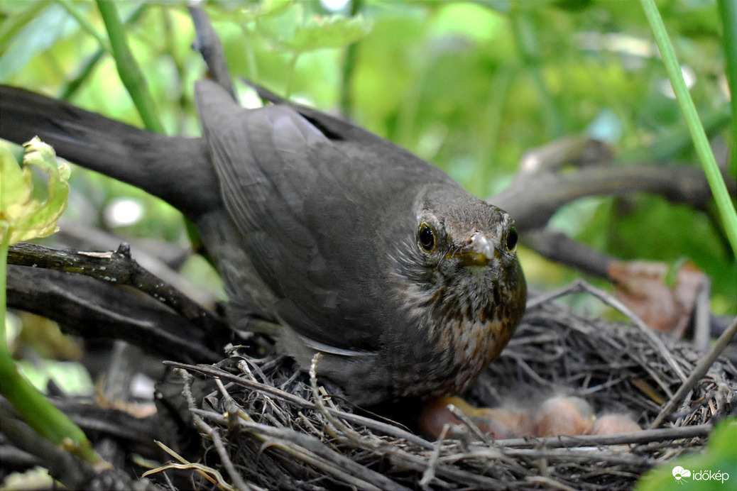 Fekete rigó, és fiókái