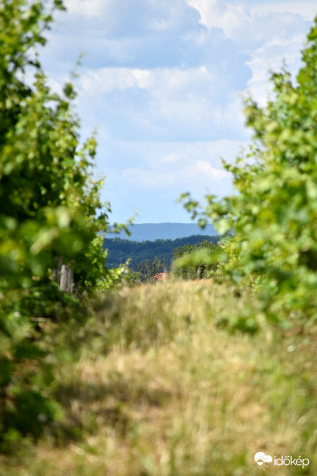 Szőlőfoylosó és a messziség
