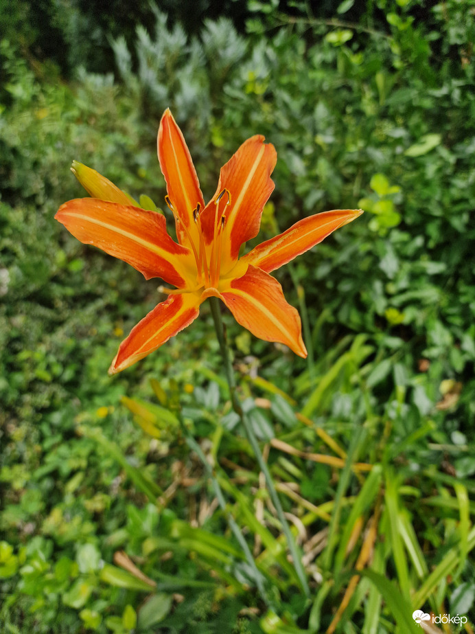 Liliom