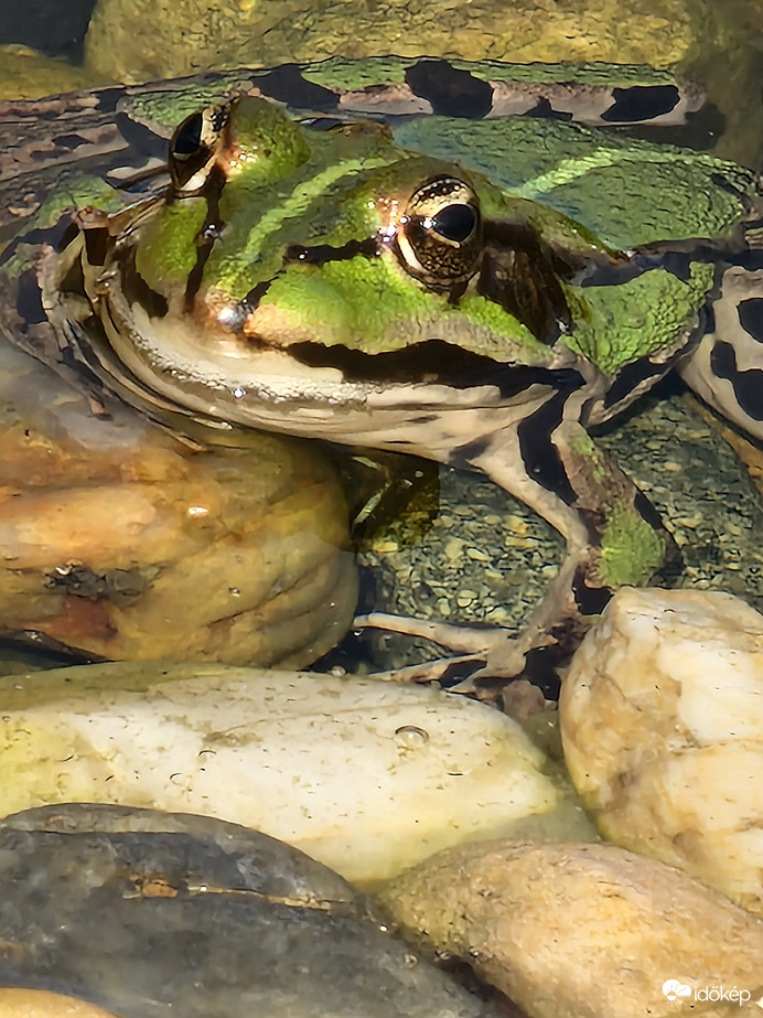 Figyellek:)
