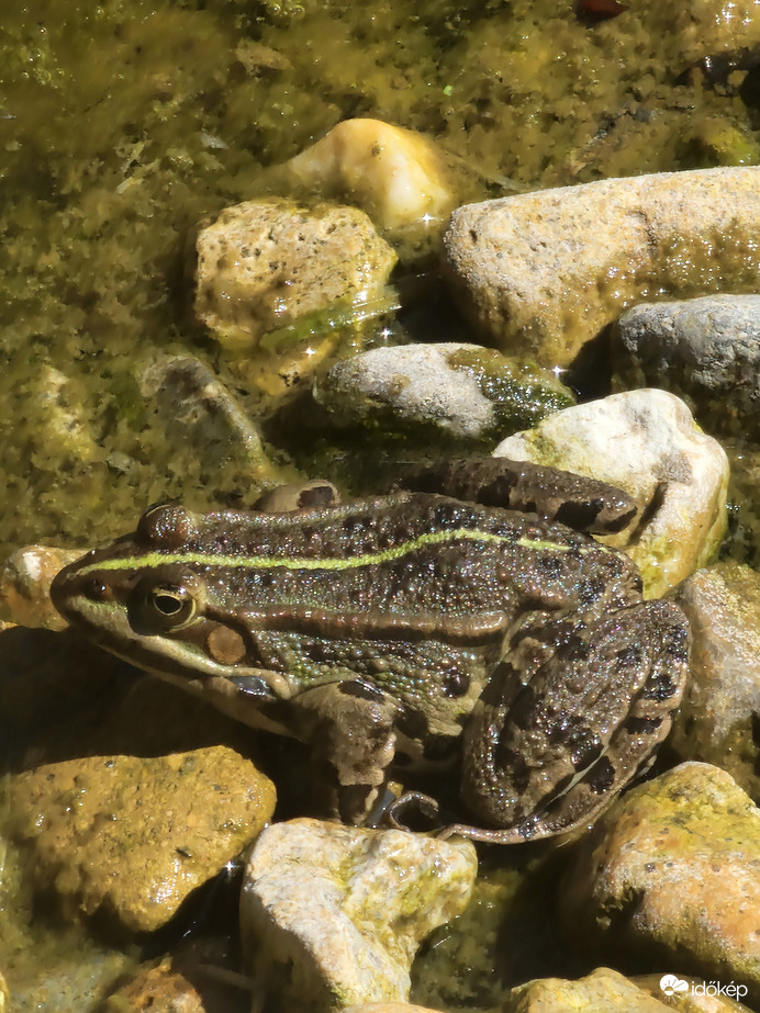Élvezem a napsütést amíg csak lehet:)