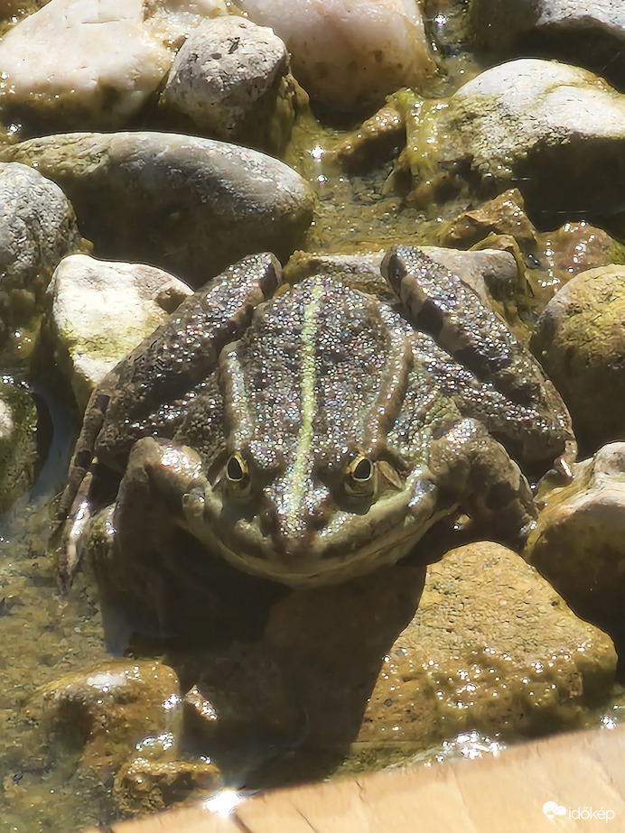 Még egy kicsit kiélvezem a meleget:)