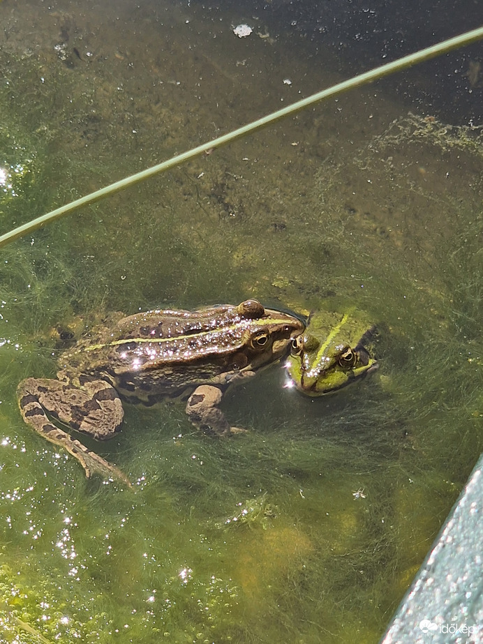 Szerelem első látásra