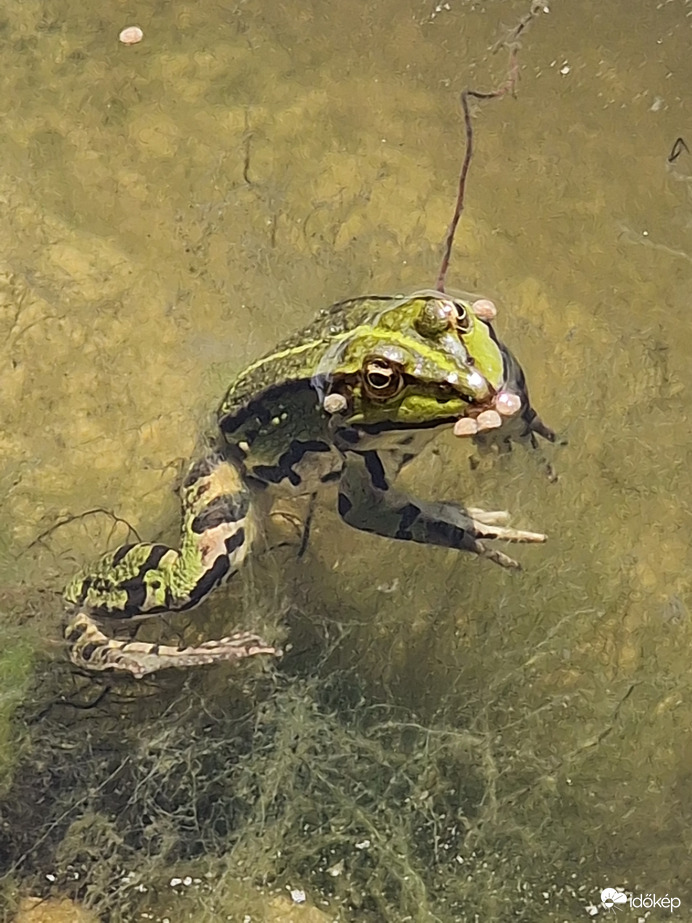 Élvezem a napsütést:)