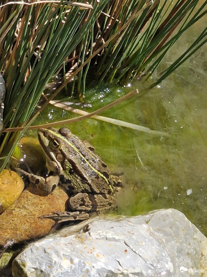 Kiélvezem még a napsütést:)