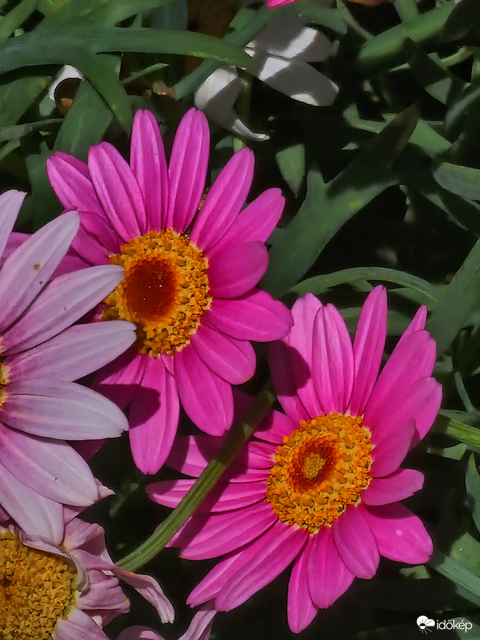 Cserjés margitvirág