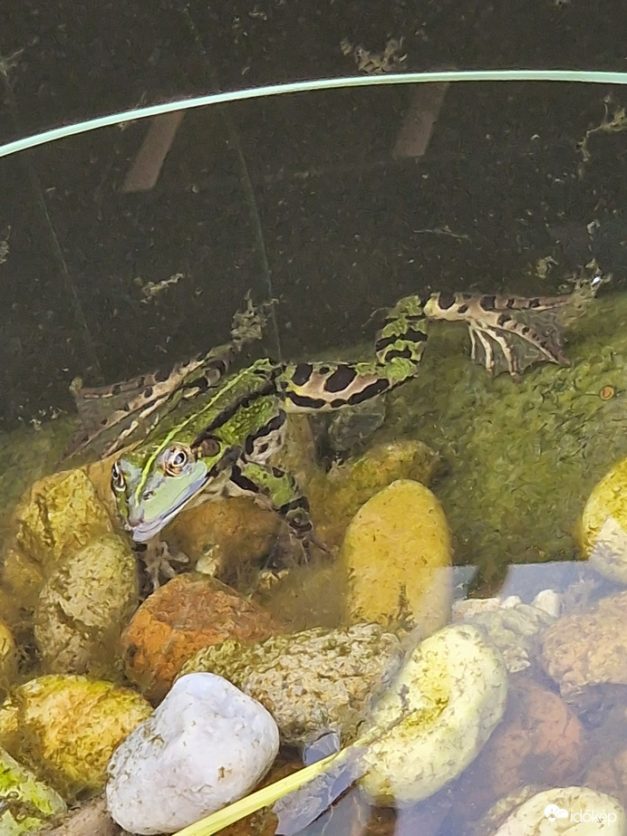 Élvezem a vizet:)♡