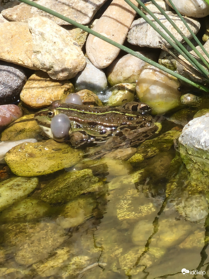 Párzásra hívás:)