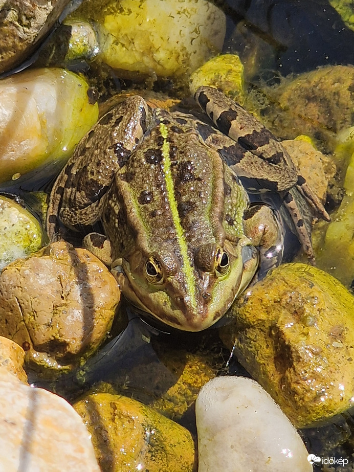 Élvezem a napsütést:)