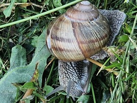 Eső utáni esti vacsora:)