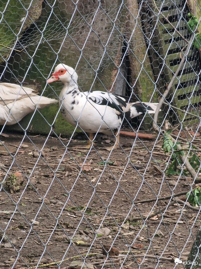 Gyönyörü:)