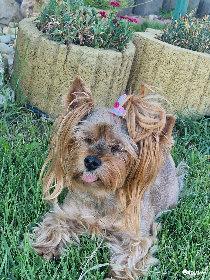 Így estére már elviselhetőbb a meleg:)♡