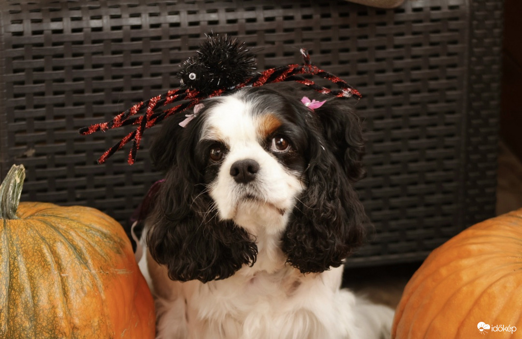 Cuki már készül a halloweenra:)♡