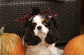 Cuki már készül a halloweenra:)♡