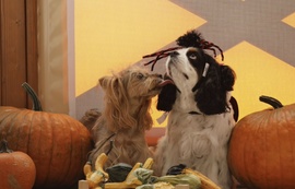 Tesós halloween:)♡