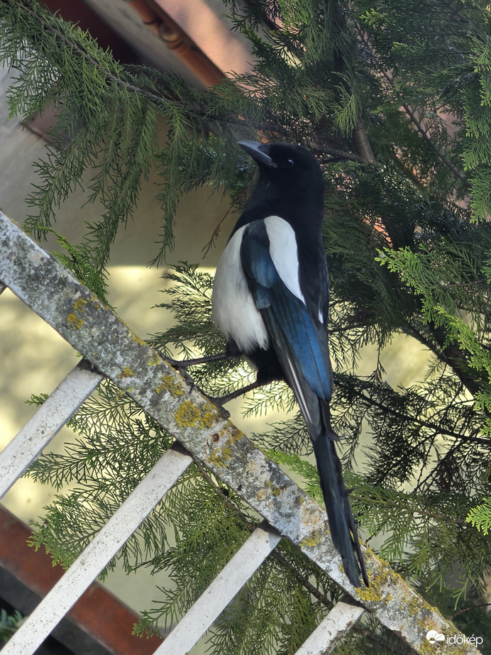 Reggelizéshez készülve