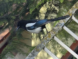 Reggelizéshez készülve