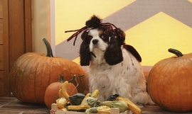 Halloweeni modellem:)♡