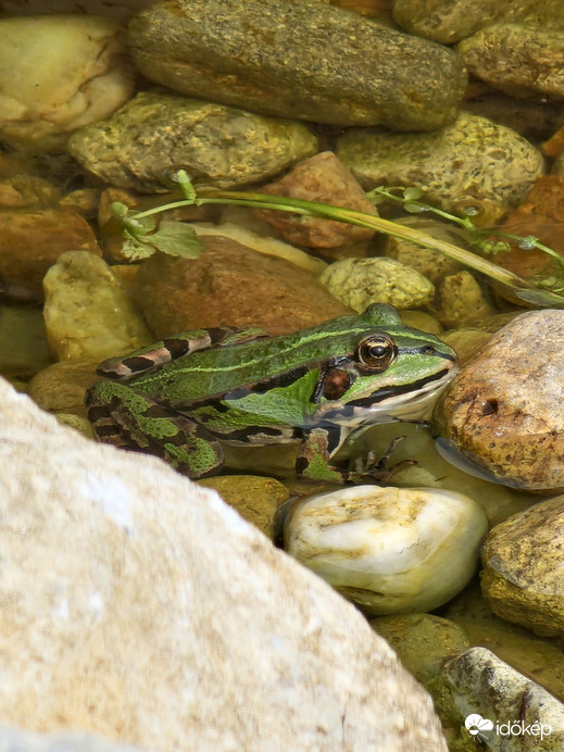 Őrködök