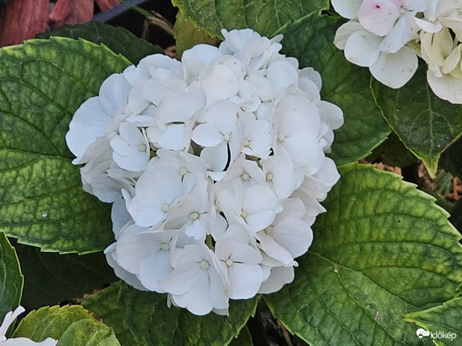 Hortenzia