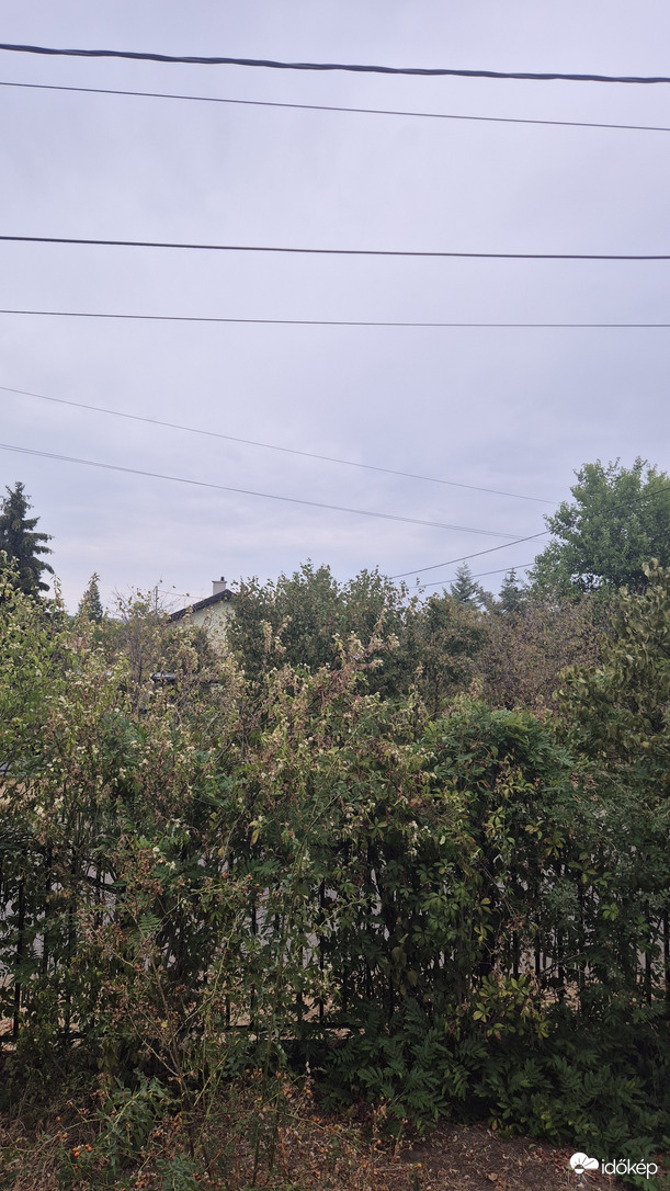 Erdőkertes