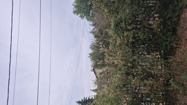 Erdőkertes