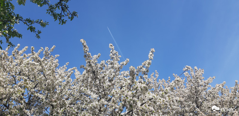 Cseresznyefák repülővel