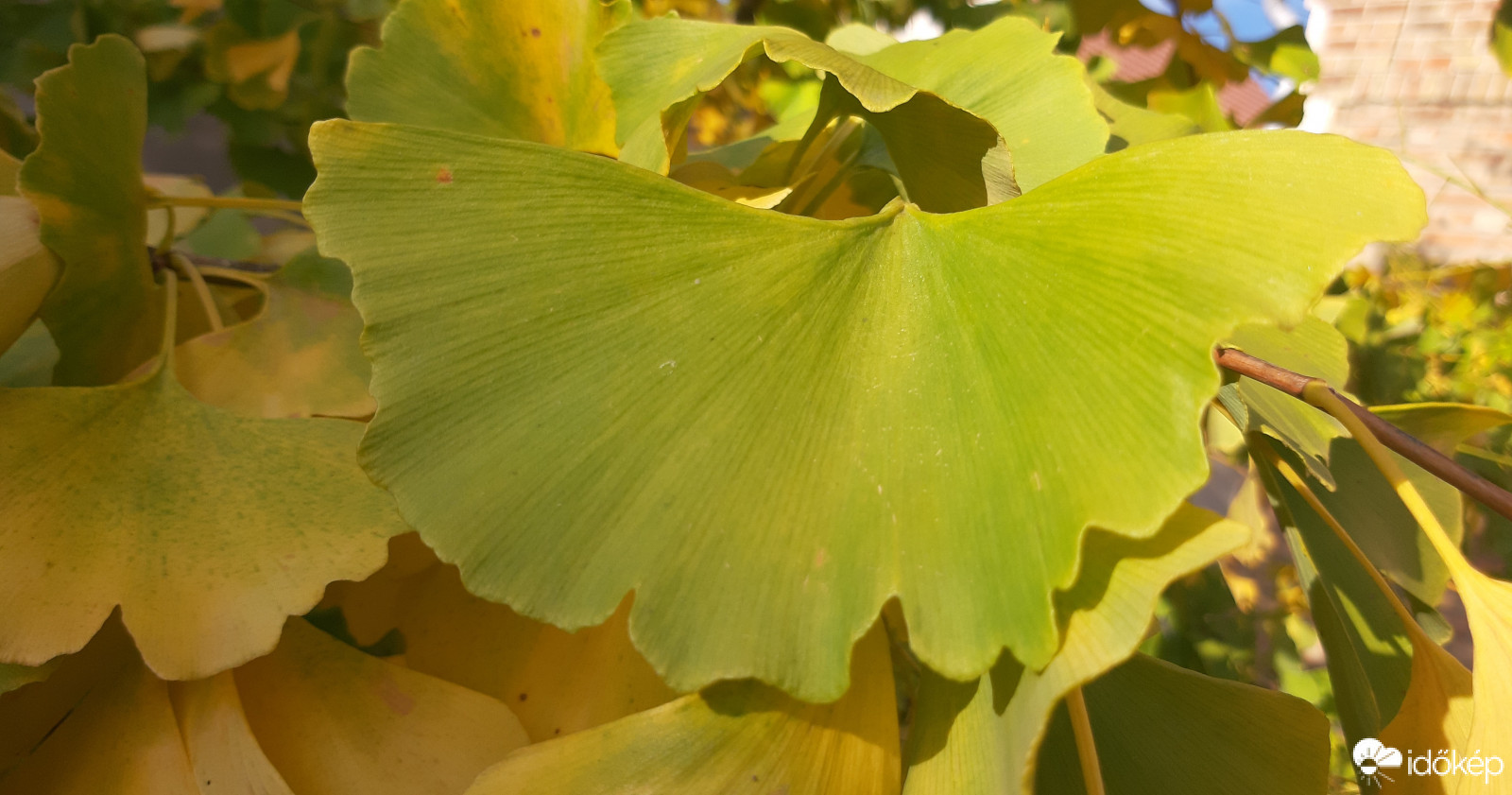 Biloba