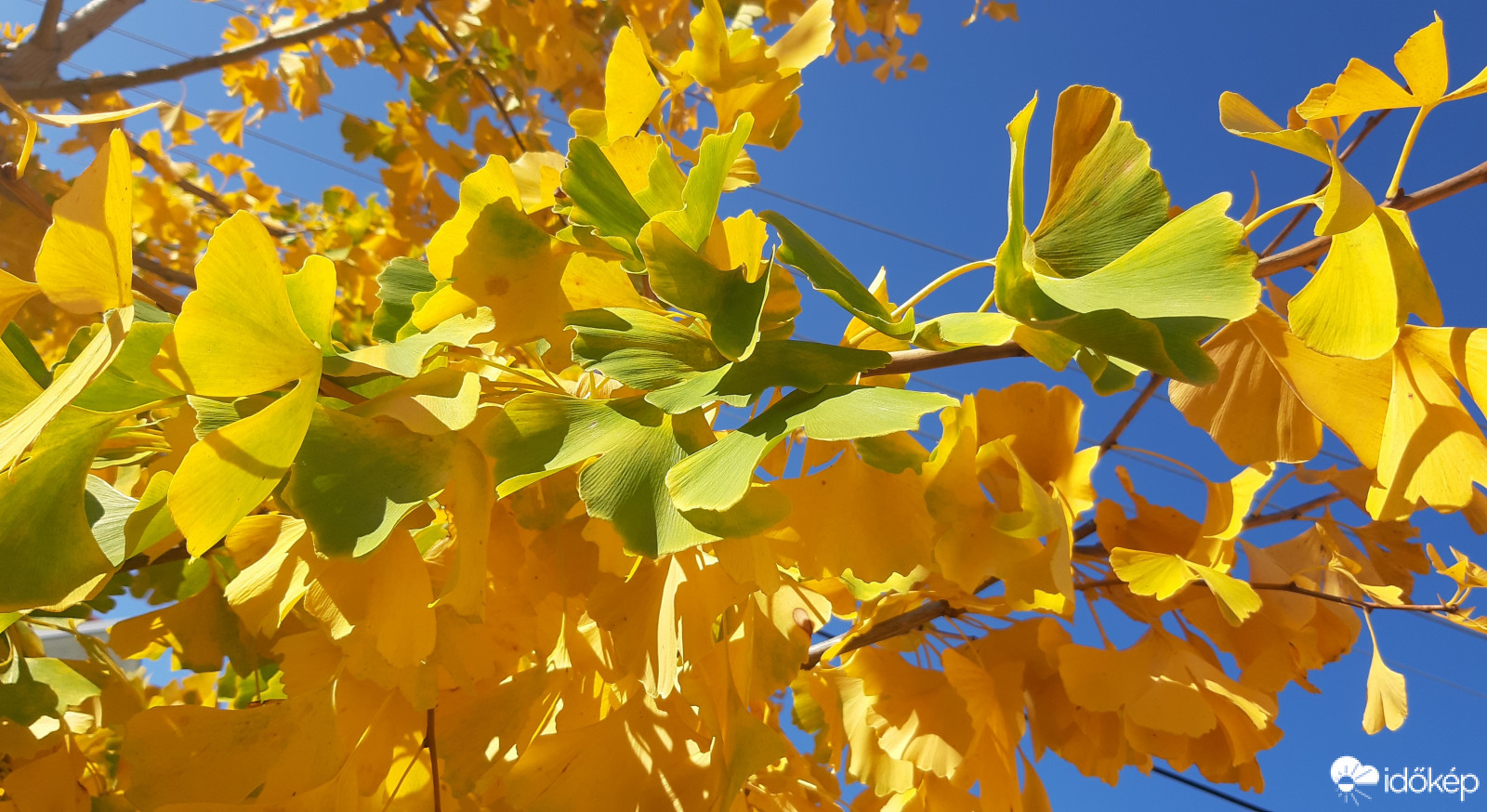 Biloba