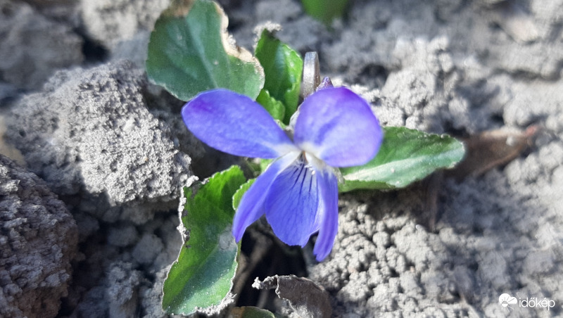 Ibolya