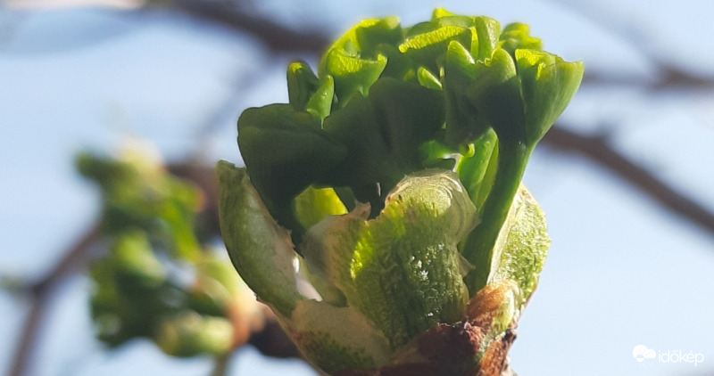 Biloba rügyfakadás