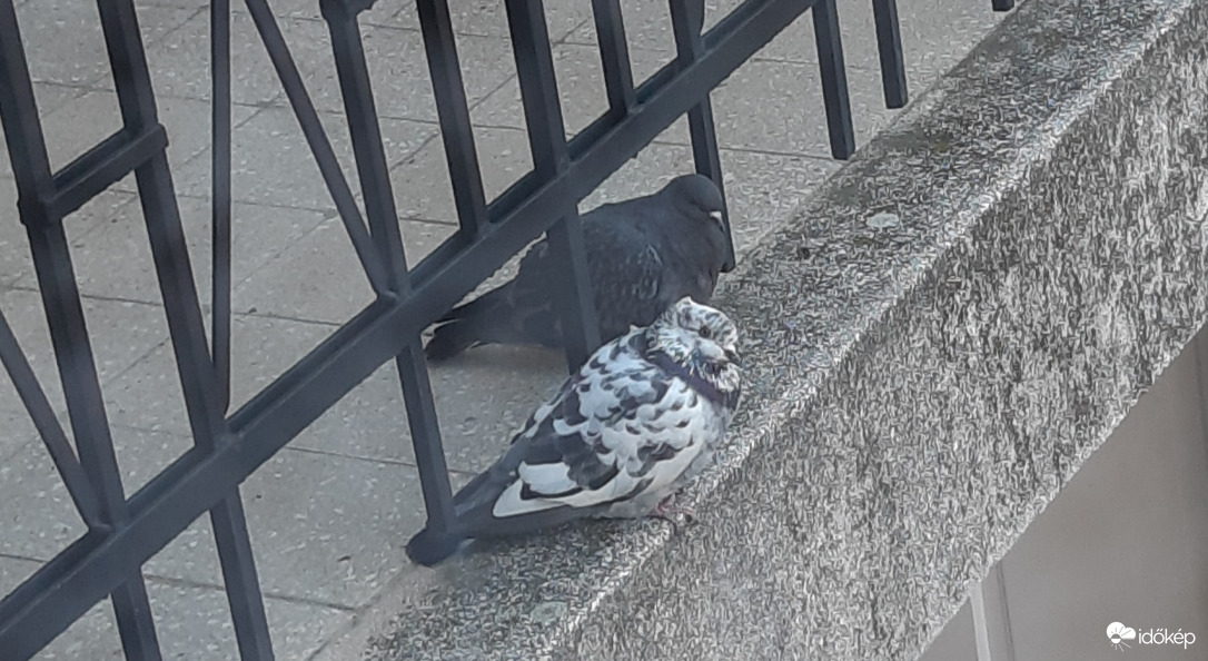 Hideg, szeles reggeli látogatók