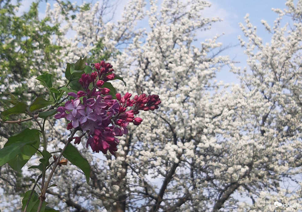 Cseresznye és orgona