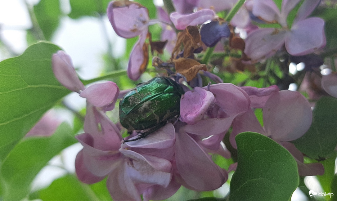 Eltévedt rózsabogár