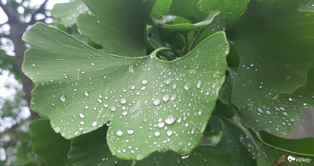 Esőcseppek a bilobán