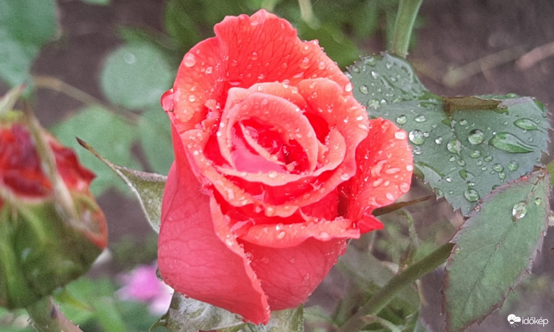 Esős vasárnap reggel