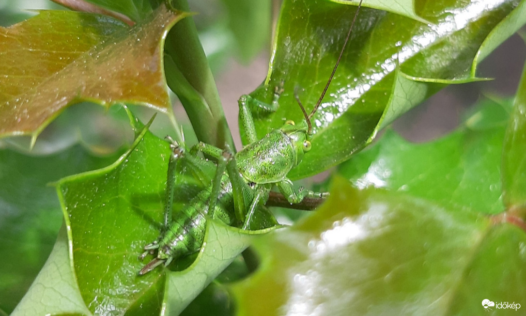 Megbújva a mahónián