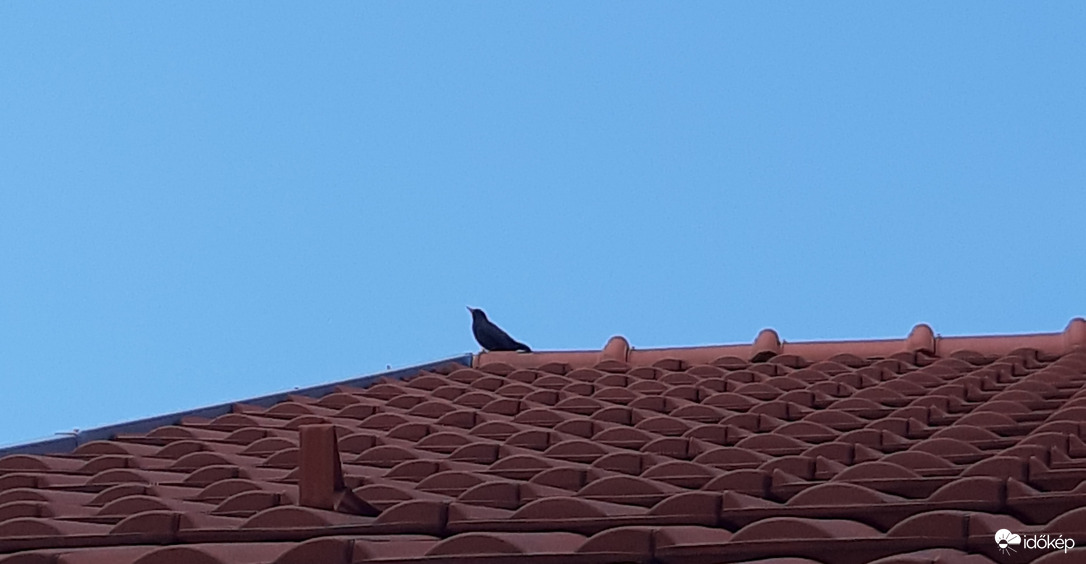 Az őrszem - füttyszóval jelez