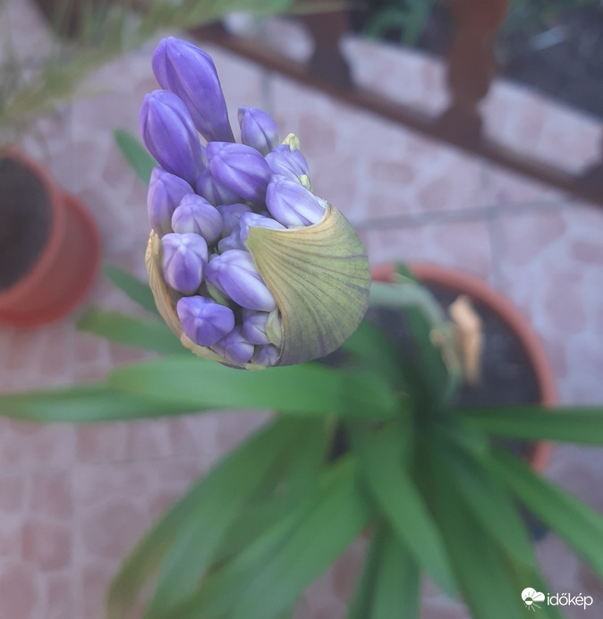 Afrikai szerelmvirág 